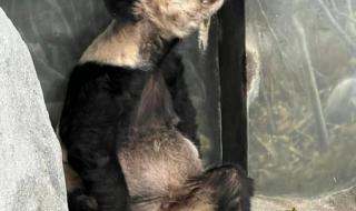 丫丫熊猫怎么回事